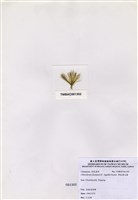 藏品(帚狀綠毛藻)的圖片